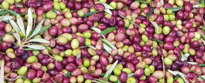 Basque Olives harvest