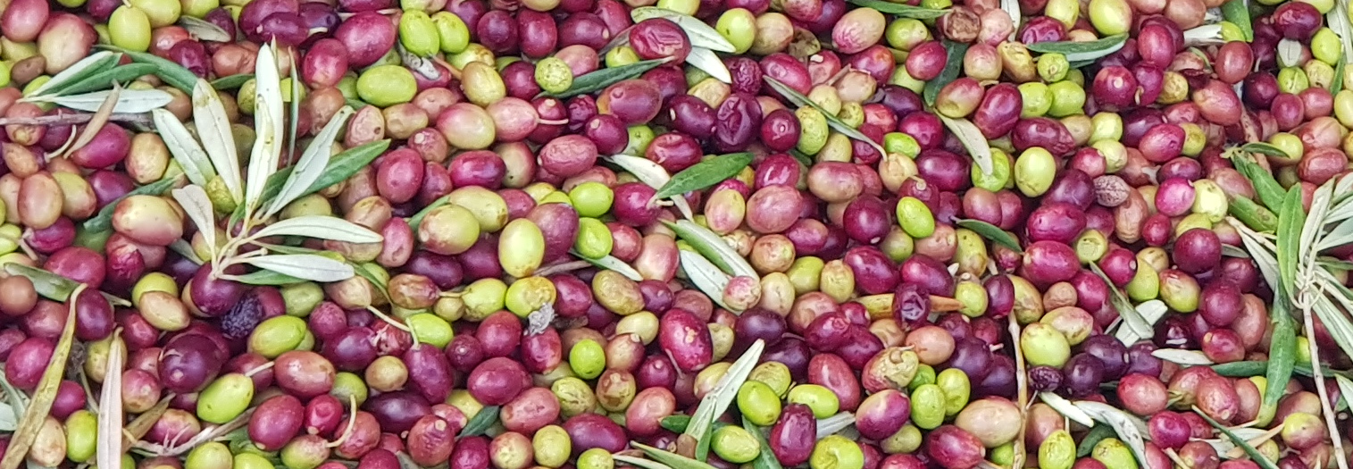 Basque Olives harvest